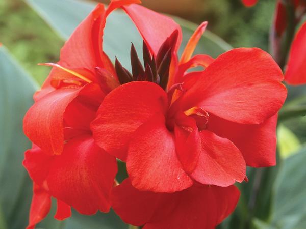 Canna Lily Red 3 Gallon