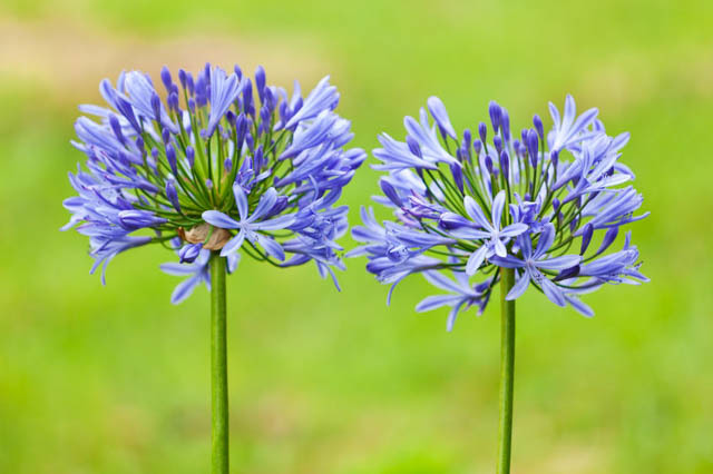 Agapanthus Blue Lily of the Nile 3 Gallon