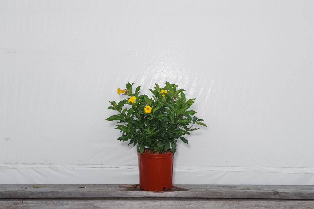 Allamanda Bush Plant