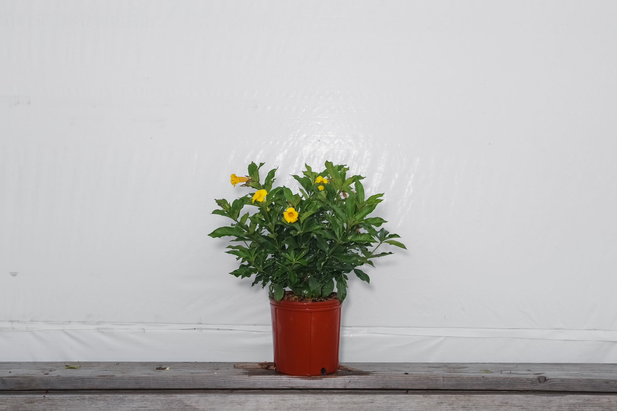 Allamanda Bush