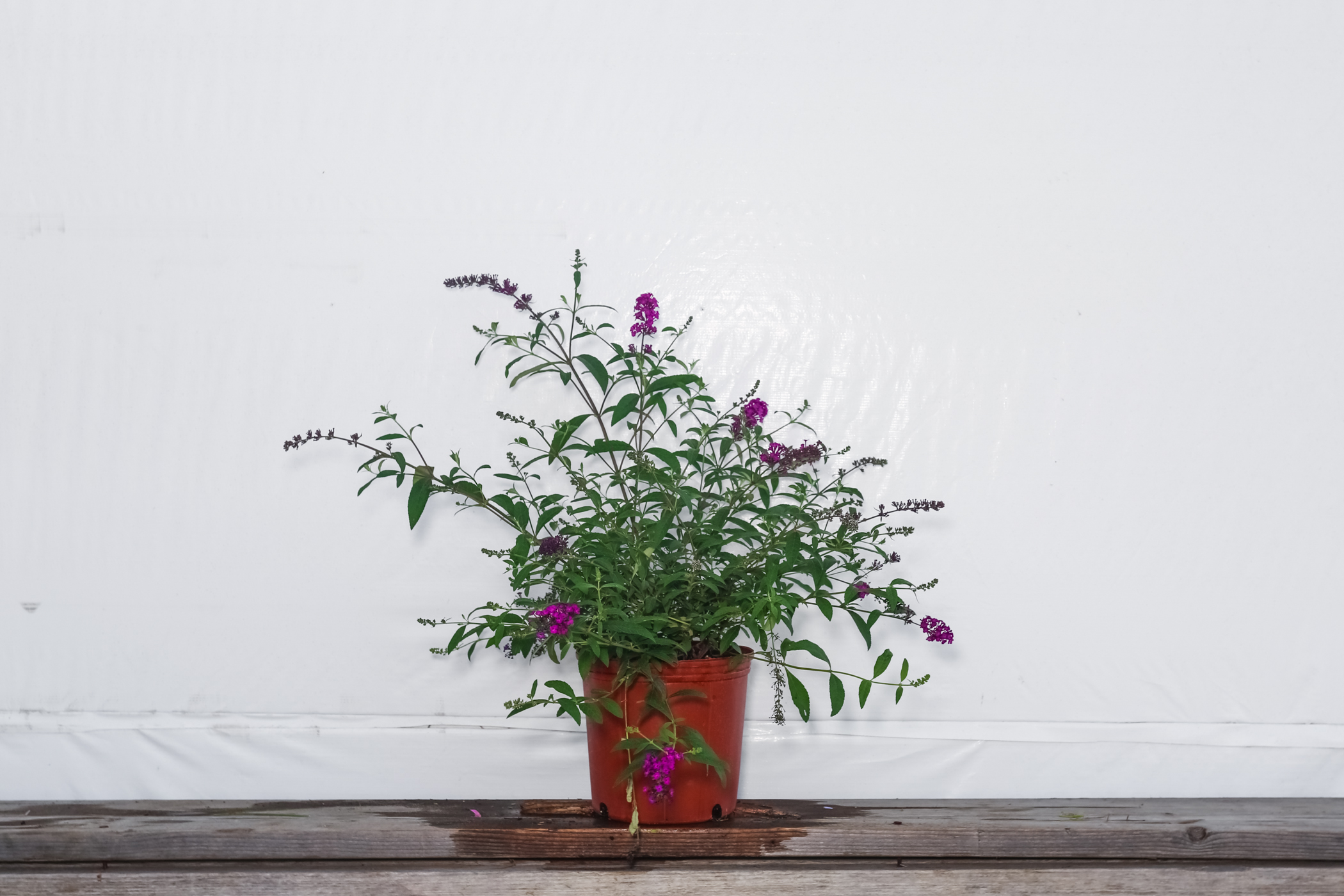Buddleia Bush Royal Purple
