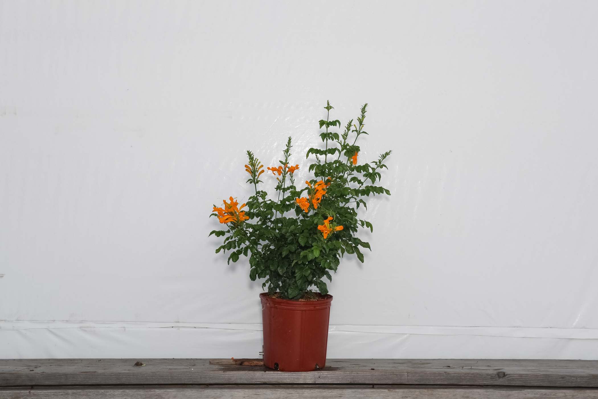 Cape Honeysuckle Bush Yellow 3 Gallon