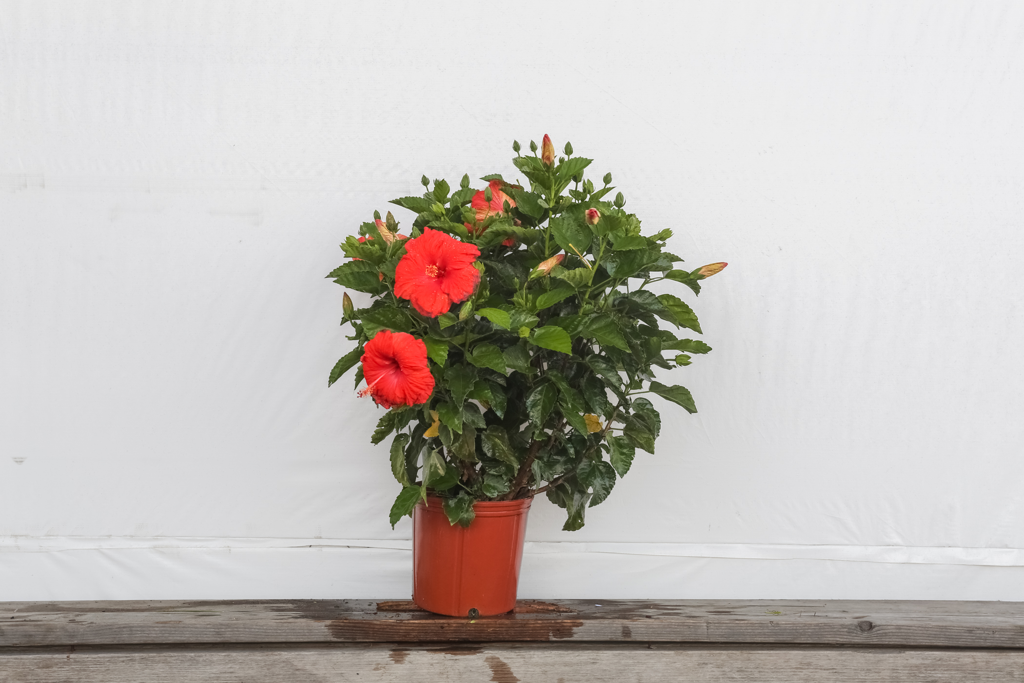 Hibiscus Bush President Red 3 Gallon