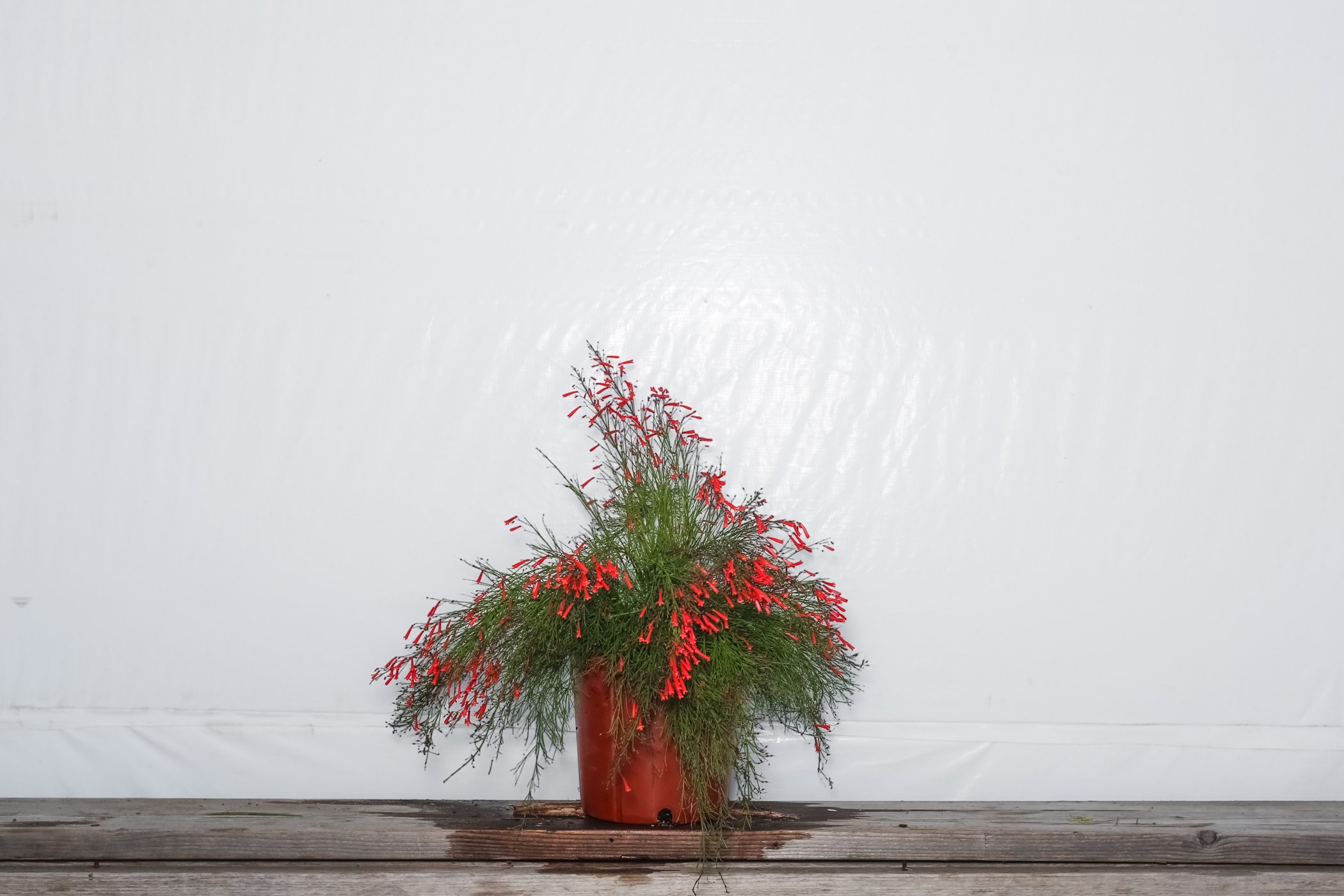 Firecracker Bush Red 3 Gallon