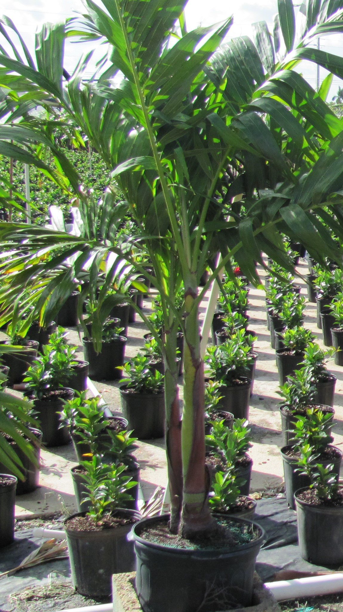 Adonidia Palm Wholesale K and M Nursery Boynton Beach, Florida