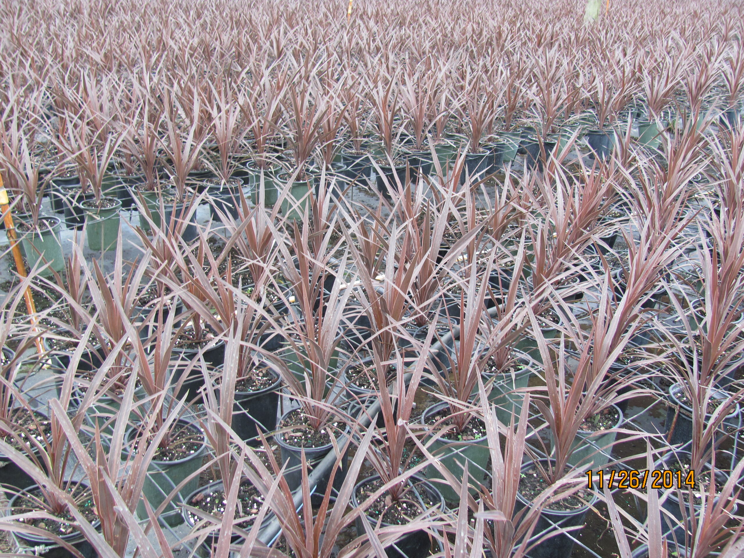 Cordyline Red Star