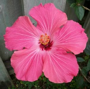 Hibiscus Dwarf Pink Painted Lady 1 Gallon