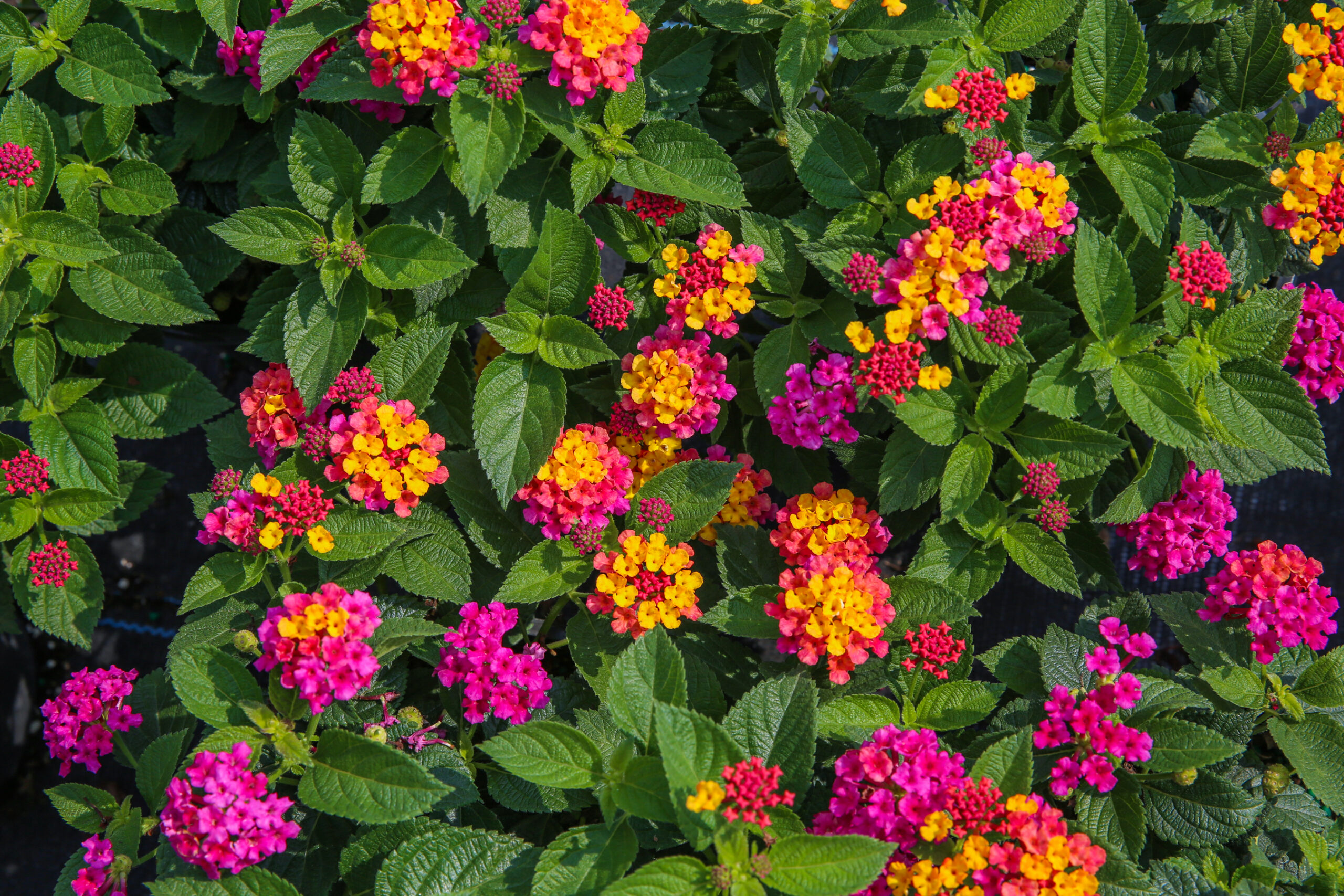 Lantana
