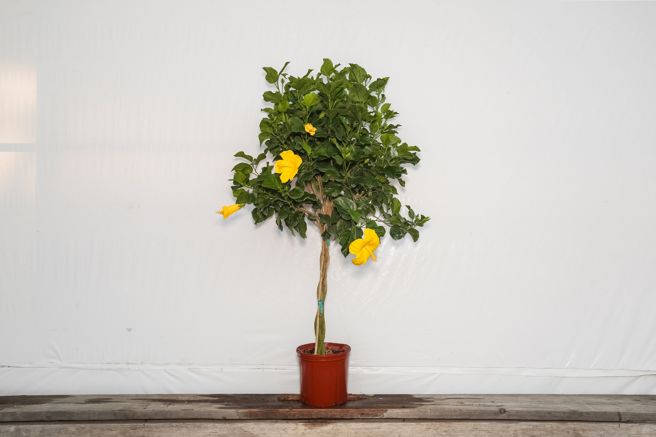 Braided Hibiscus Tree Yellow Fort Myers 3 Gallon