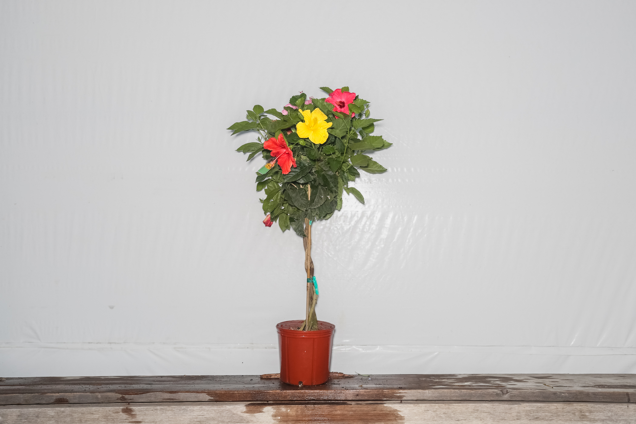 Braided Hibiscus Tree Four Mixed Colors 3 Gallon