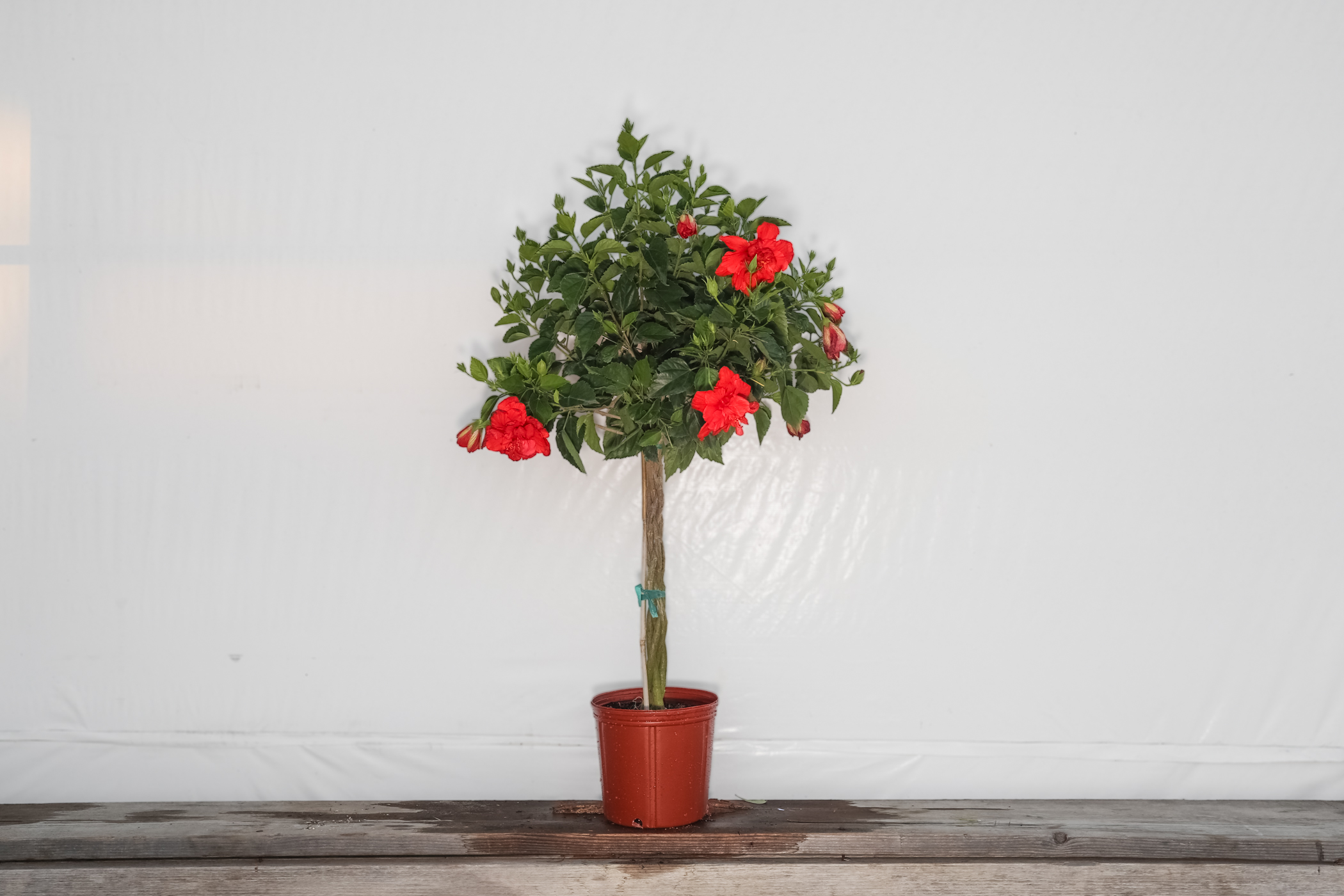 Braided Hibiscus Tree Red President 3 Gallon