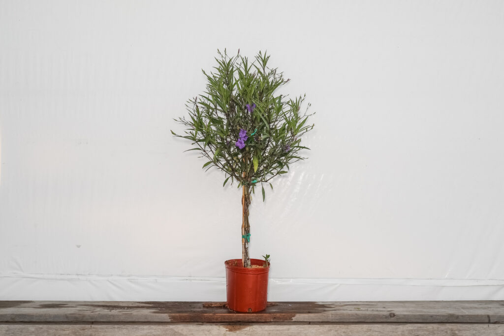 braided ruellia tree