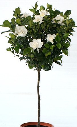 Gardenia Standard Tree Aimee 3 Gallon