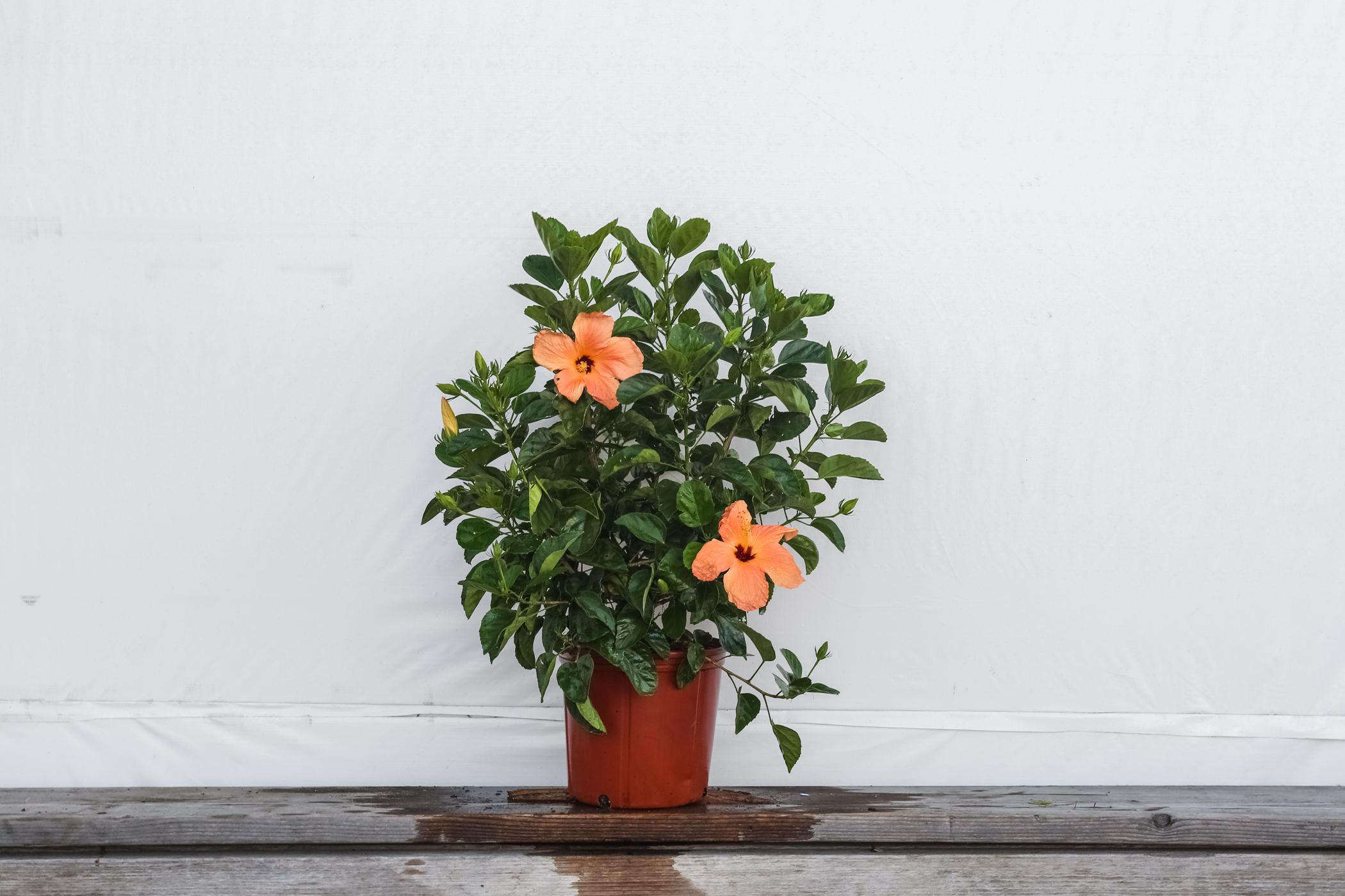 Hibiscus Bush Single Peach 3 Gallon