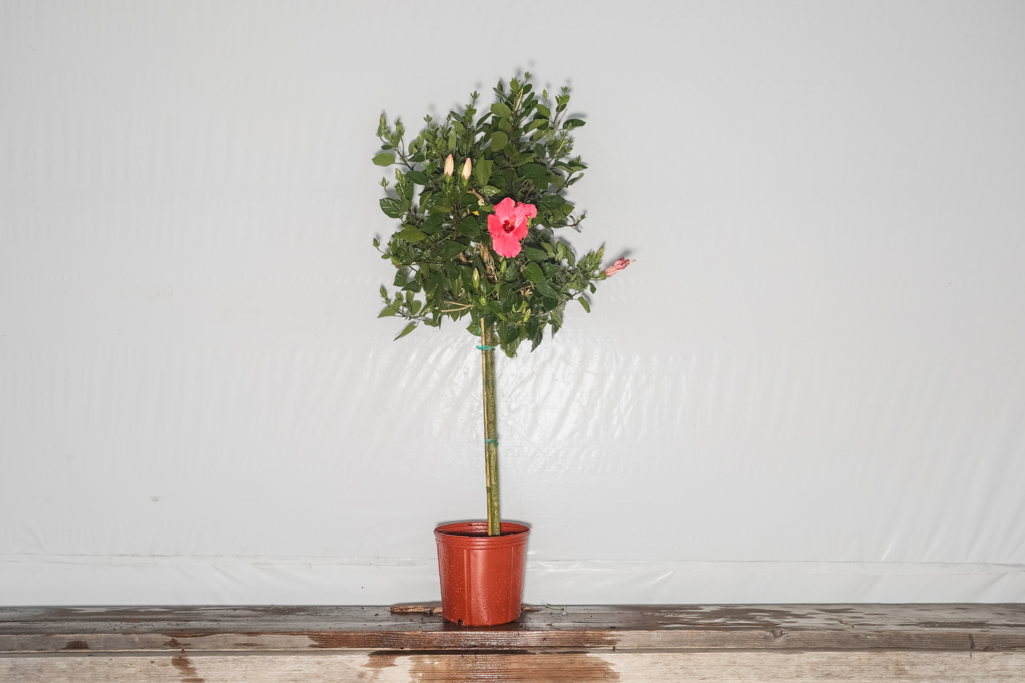 Hibiscus Standard Pink Painted Lady Tree 3 Gallon
