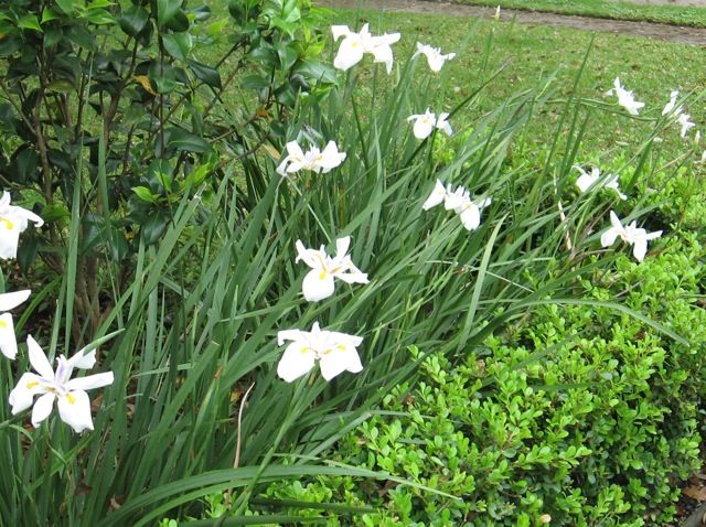 Iris White African Butterfly