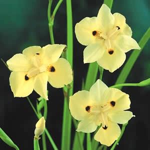Iris Yellow African Bicolor 3 Gallon