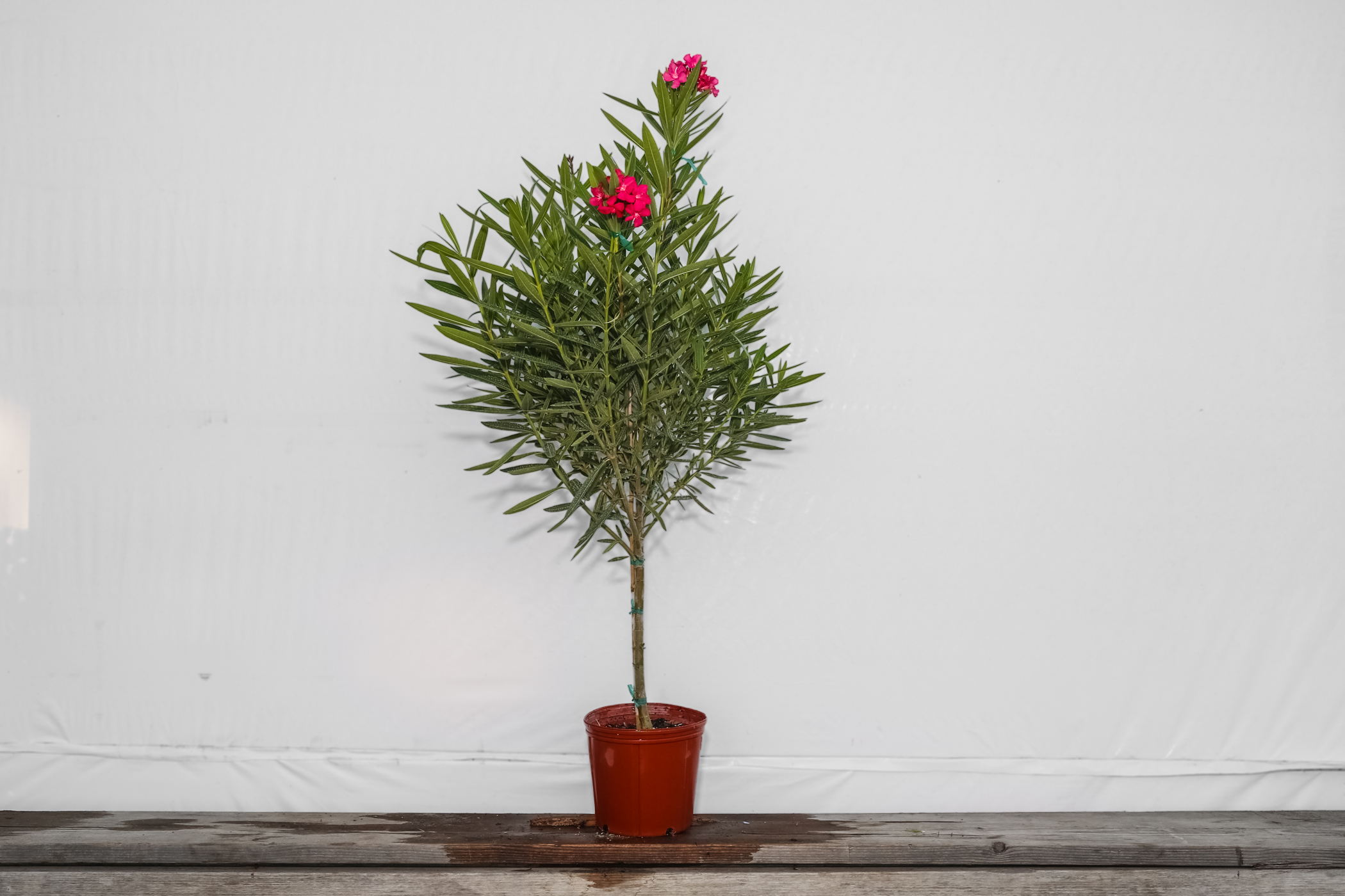 Oleander Pink Tree Standard 3 Gallon