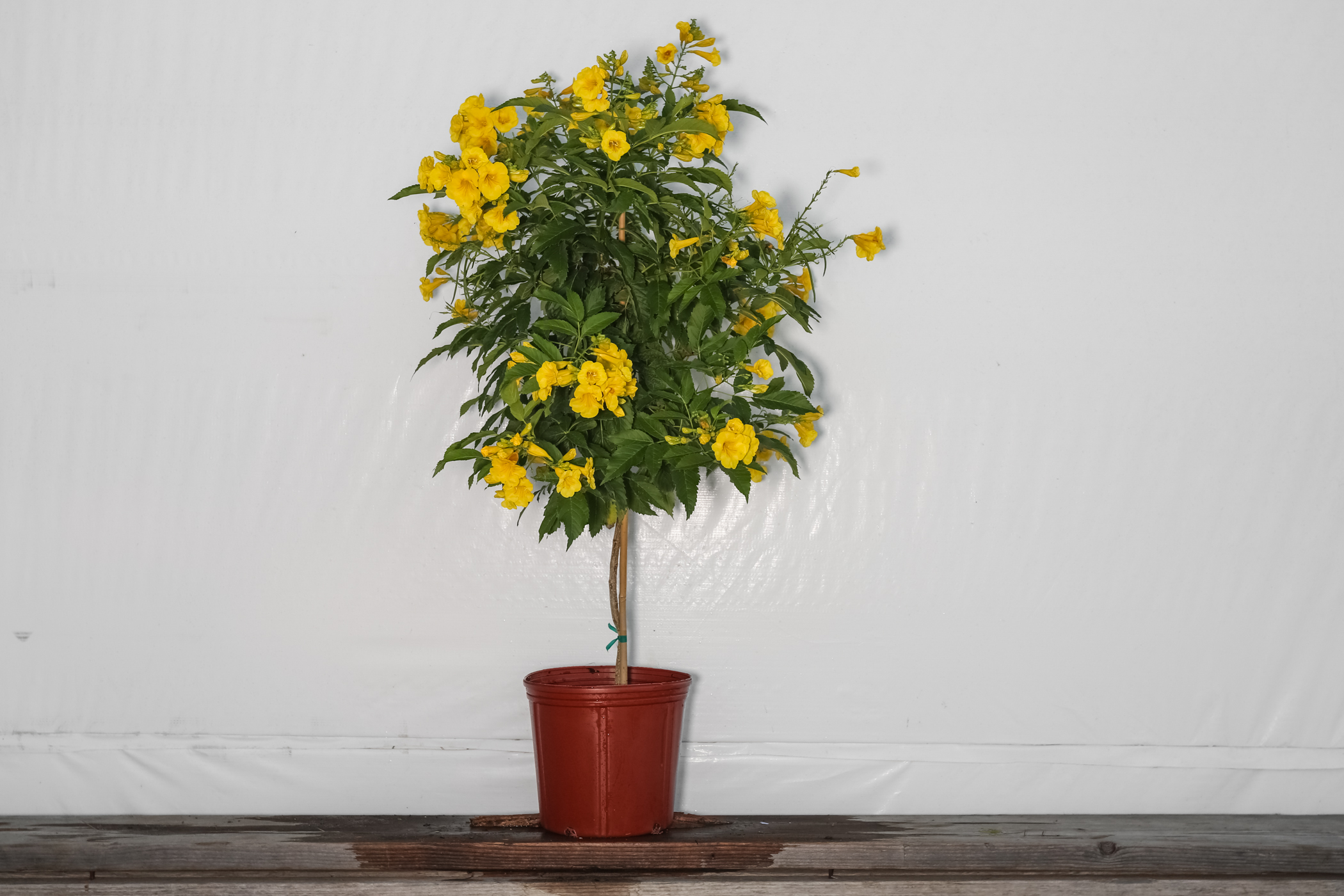 Esperanza Yellow Elder Tree 3 Gallon