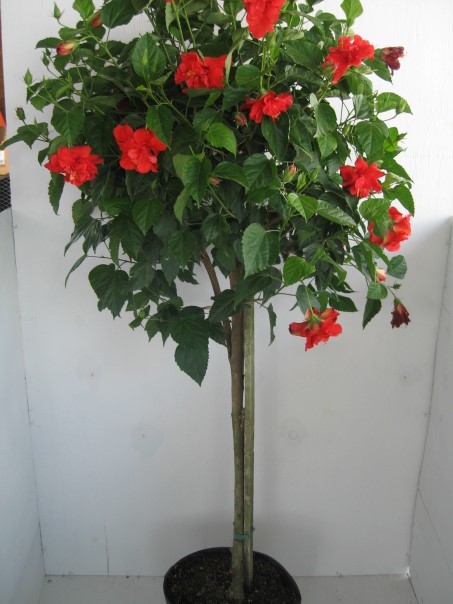 Hibiscus Standard Double Red Flower Tree 7 Gallon