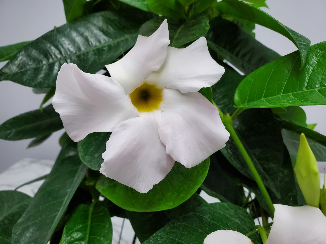 Mandevilla Giant White Trellis