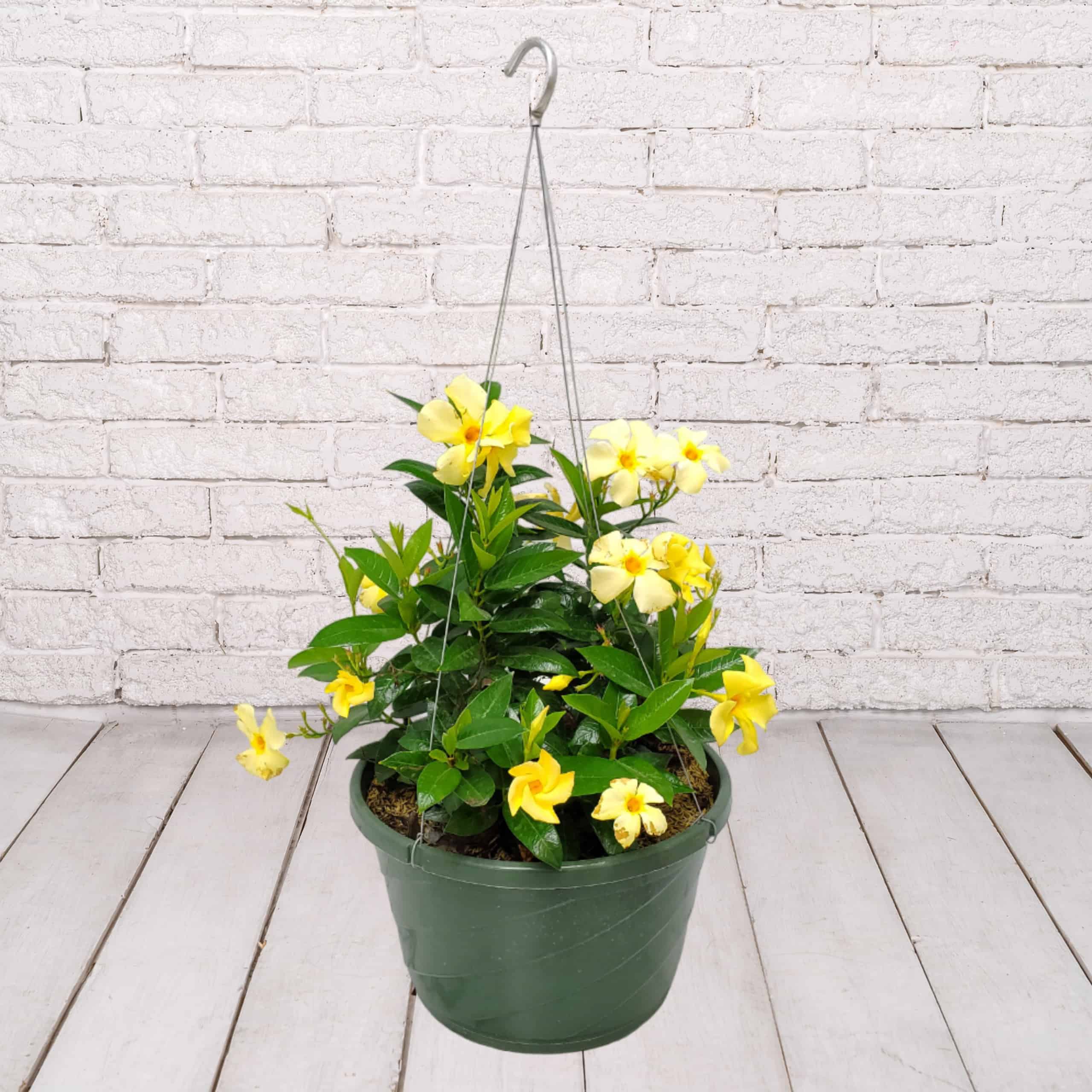 Dipladenia Yellow Hanging Basket