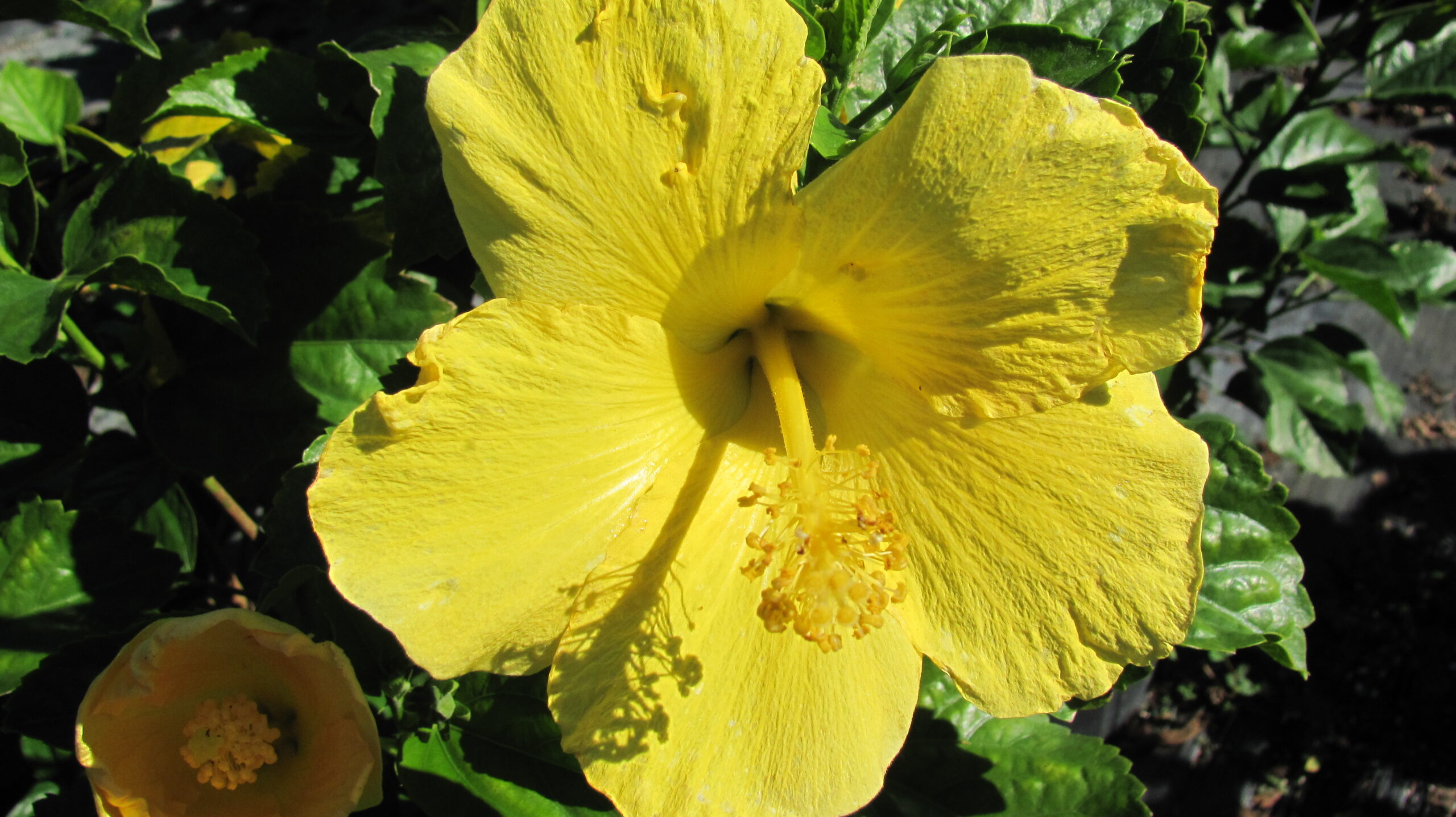 Hibiscus Dwarf Yellow Fort Myers 1 Gallon