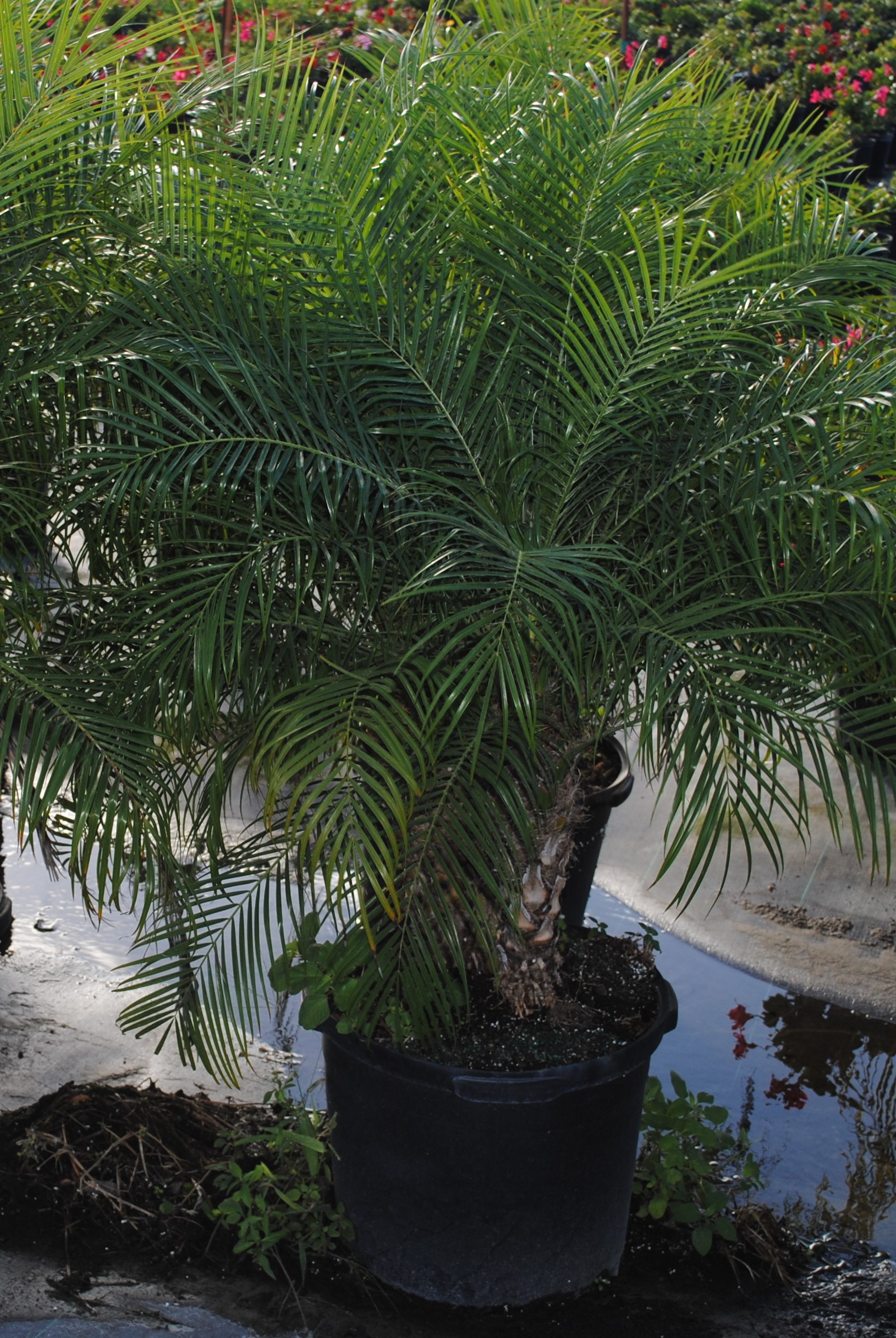Roebelenii Palm 15 Gallon