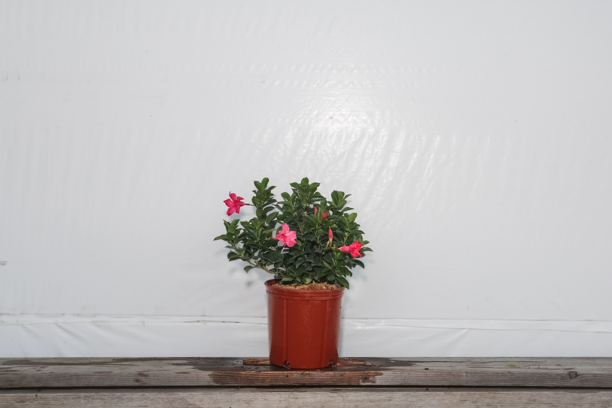 Dipladenia Bush Pink Original 3 Gallon