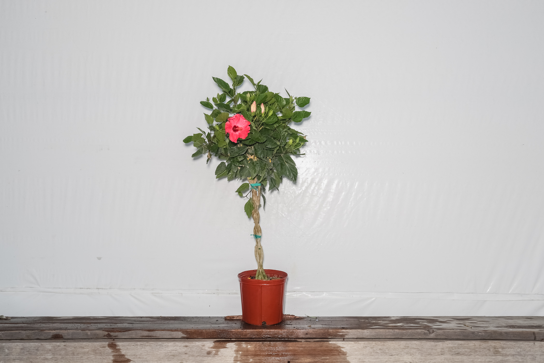 Hibiscus Braided Tree Pink Painted Lady 7 Gallon