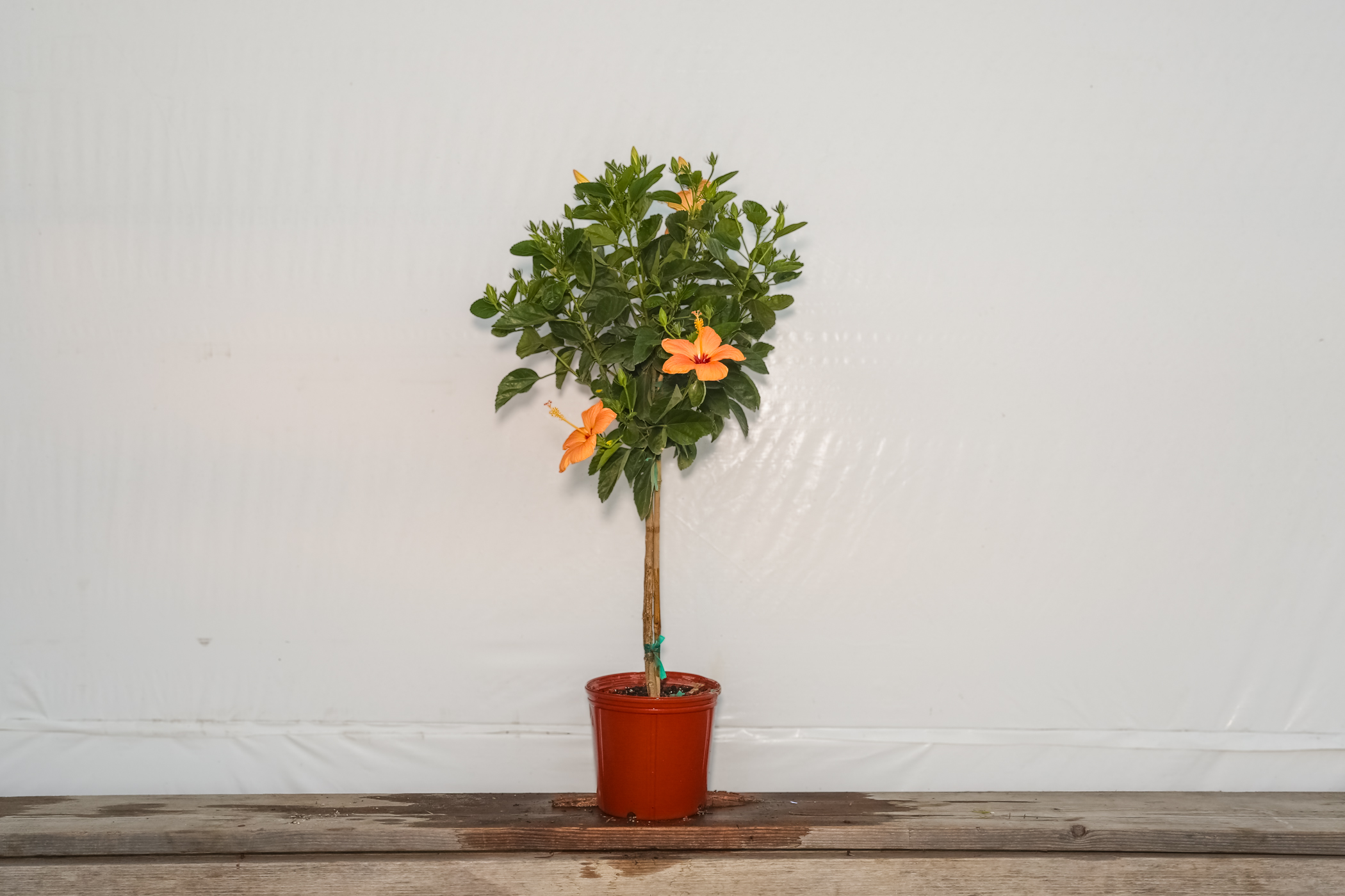 Hibiscus Standard Peach Single Flower Tree 3 Gallon