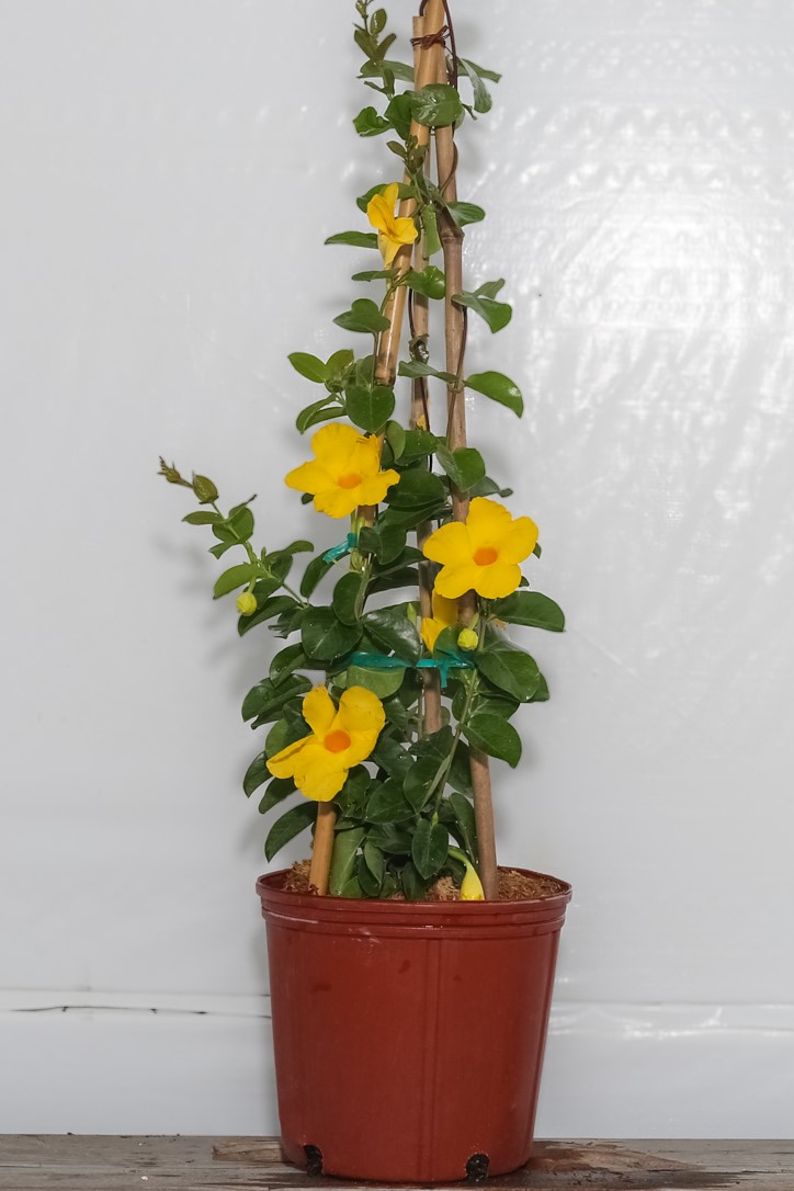 Mandevilla Yellow Summer Romance Hanging Basket