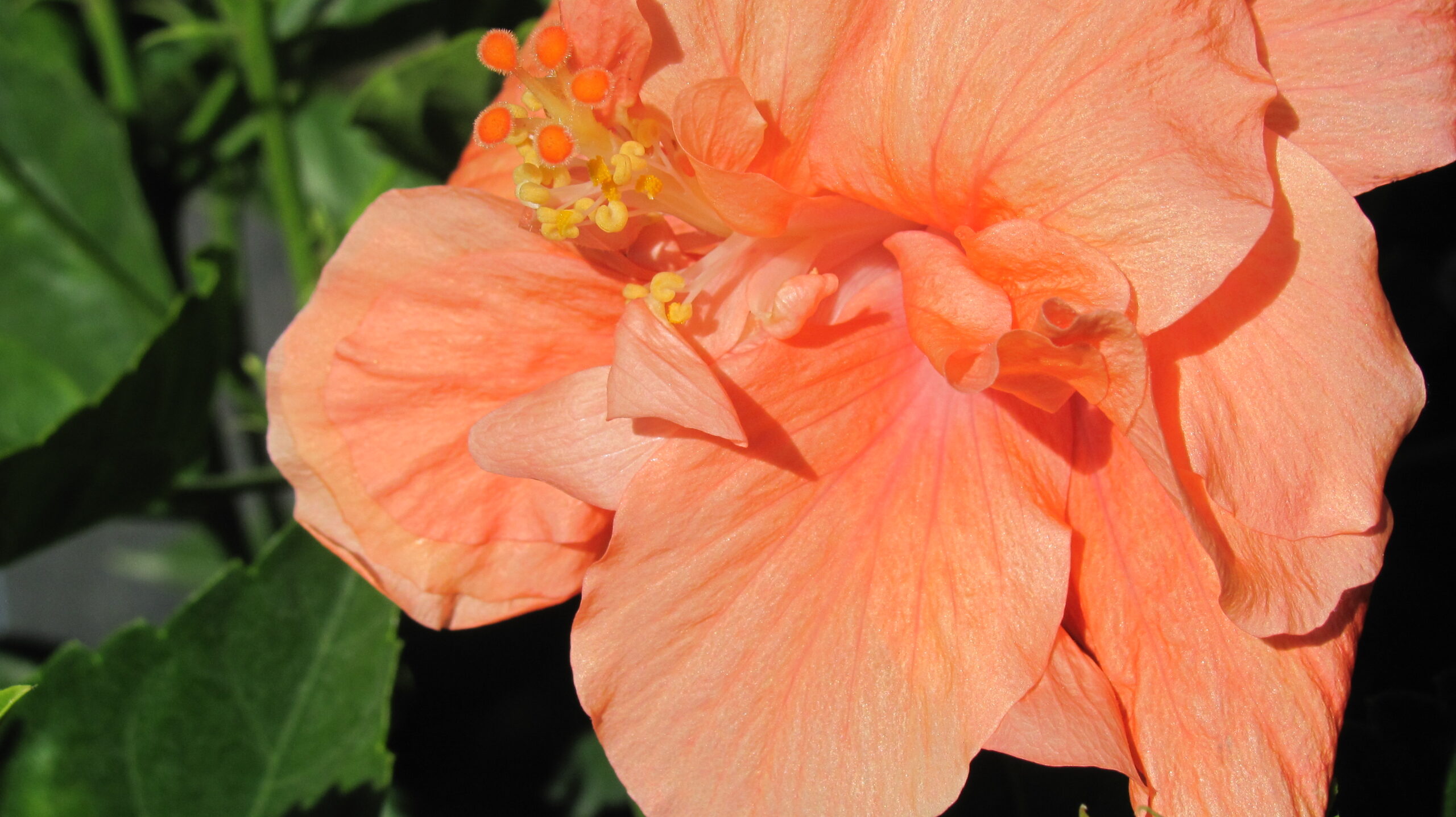 Hibiscus Dwarf Peach Double Flower 1 Gallon