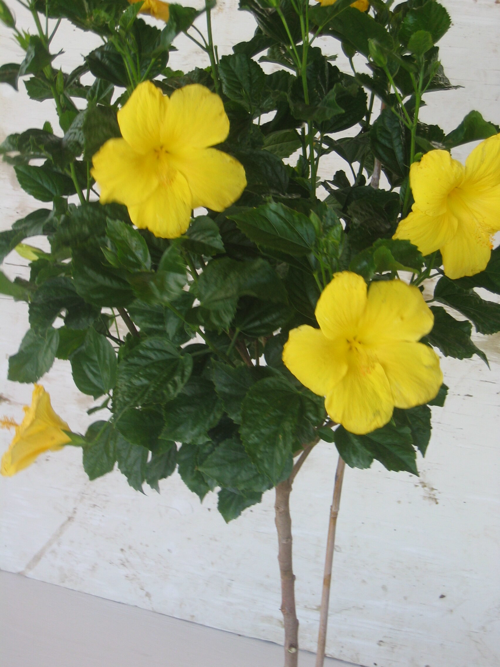 Hibiscus Standard Yellow Fort Myers Tree 3 Gallon