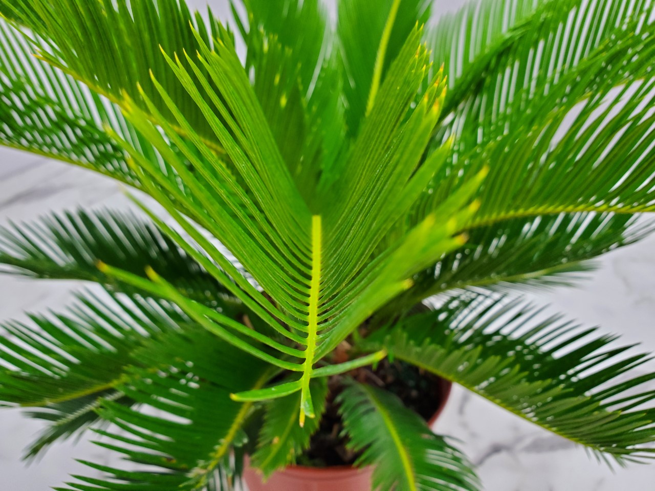Sago Palm Tree 10 Gallon