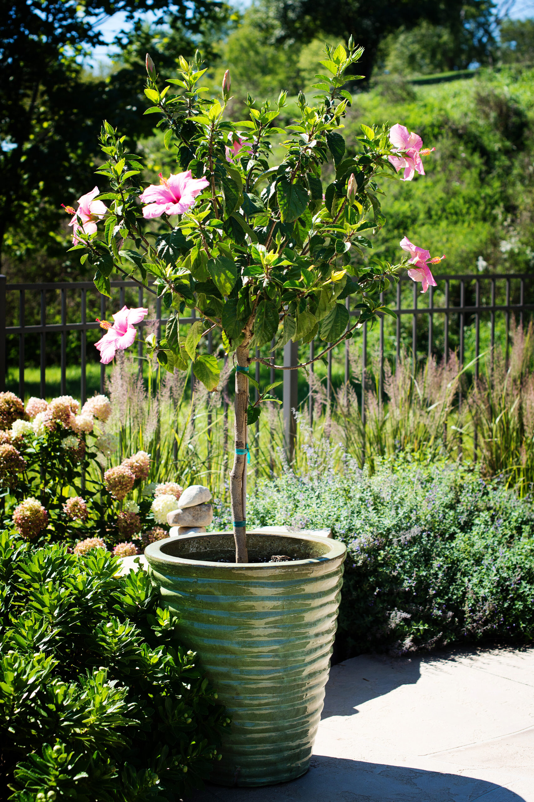 Hibiscus Standard Pink Seminole Tree 3 Gallon