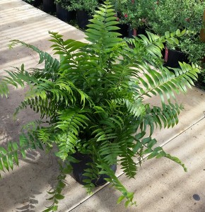 Macho Fern 1 Gallon