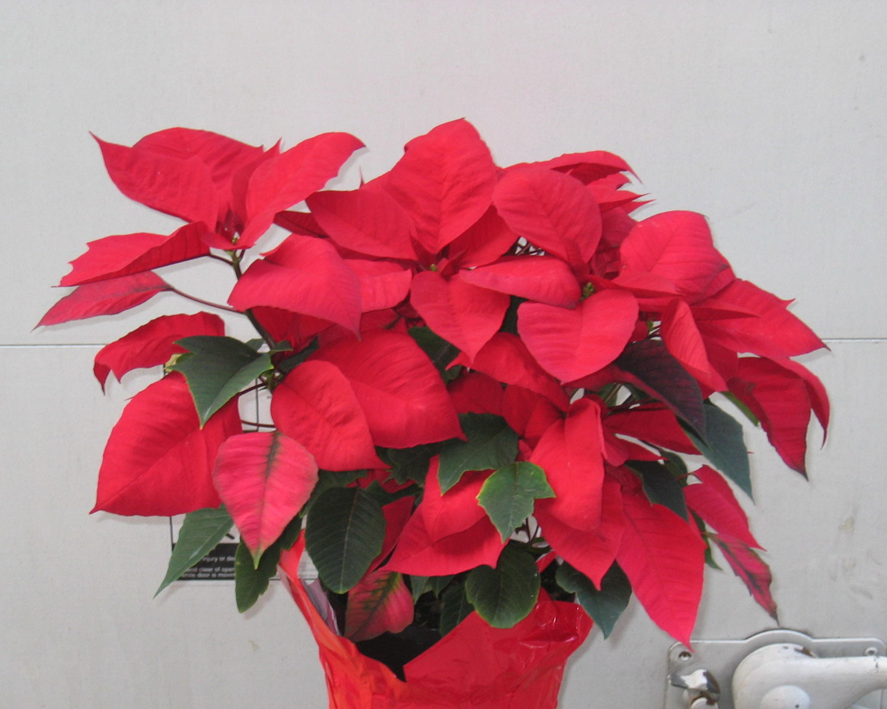 Freedom Red Poinsettias 1 Gallon