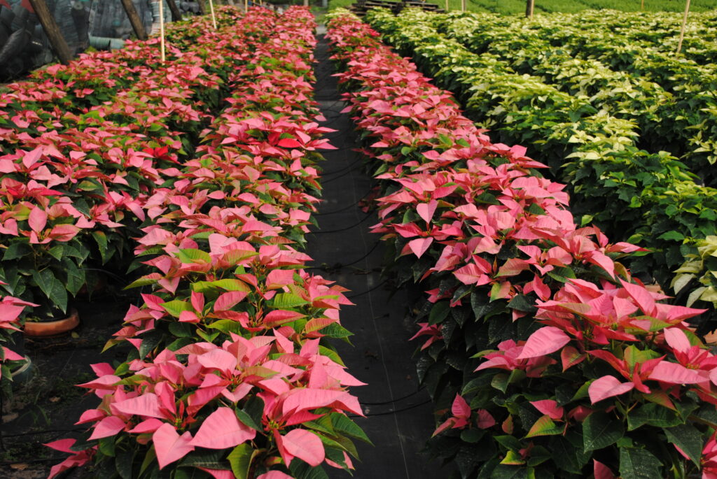 Freedom Pink and White Poinsettias