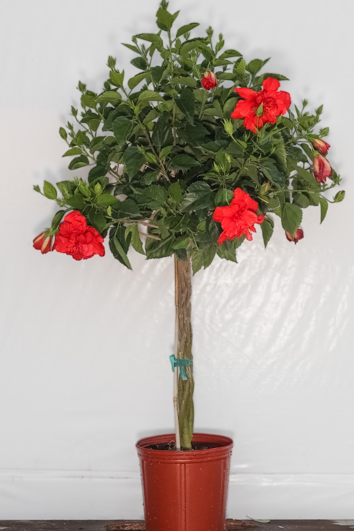 Braided Hibiscus Red Double Flower Tree 3 Gallon