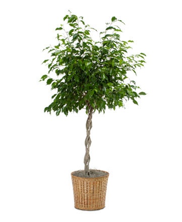 Ficus Wintergreen Braid
