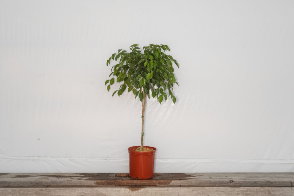 Ficus Wintergreen Standard
