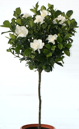 Gardenia Aimee Standard Tree