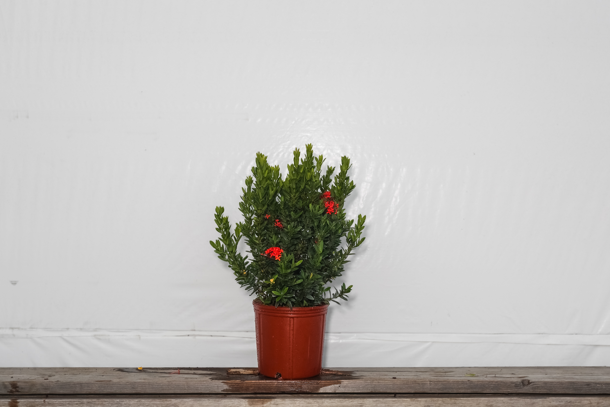 Ixora Dwarf Red