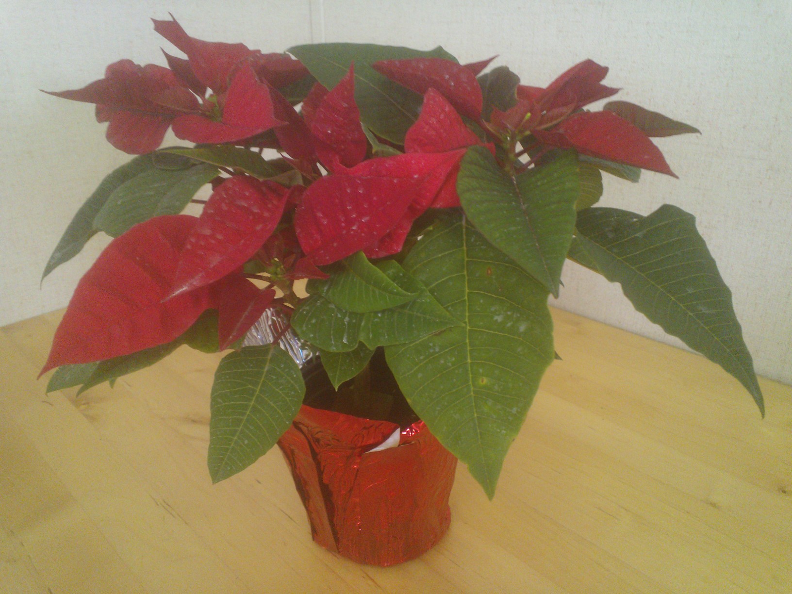 Freedom Red Poinsettias 4Inch