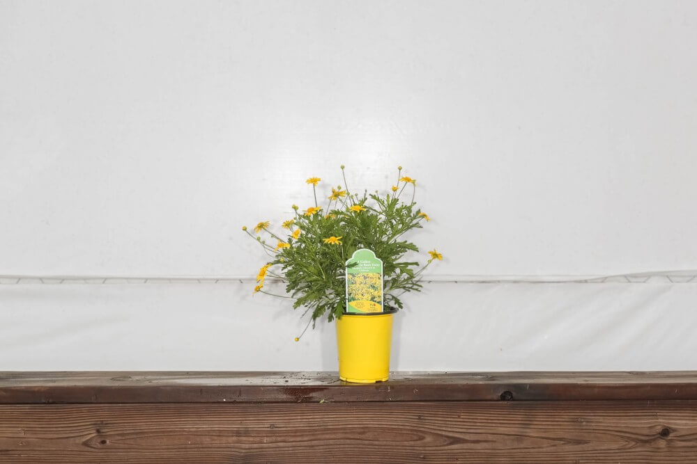 California Bush Daisy 1 Gallon