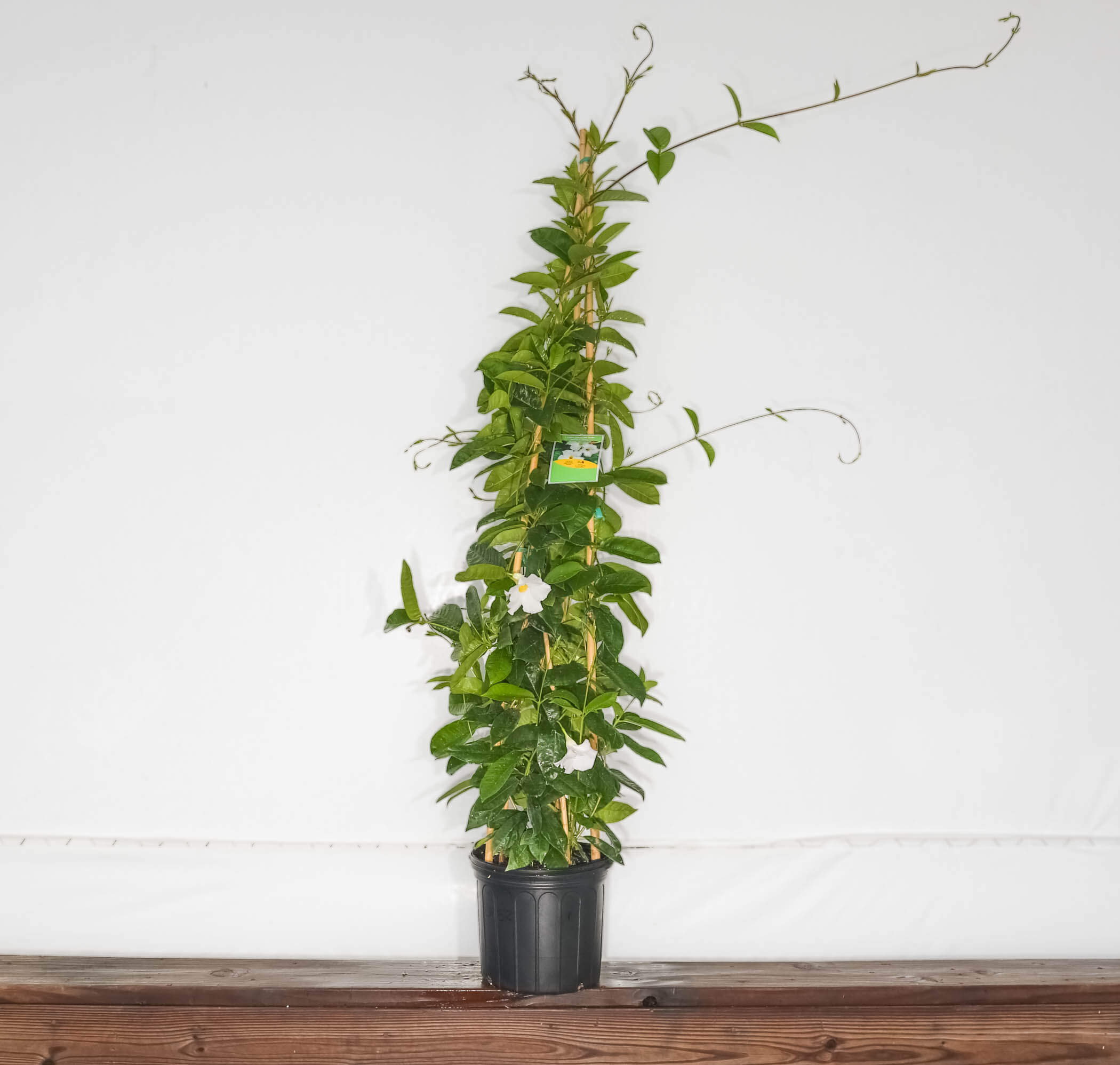 Mandevilla Trellis White Giant 5 Gallon