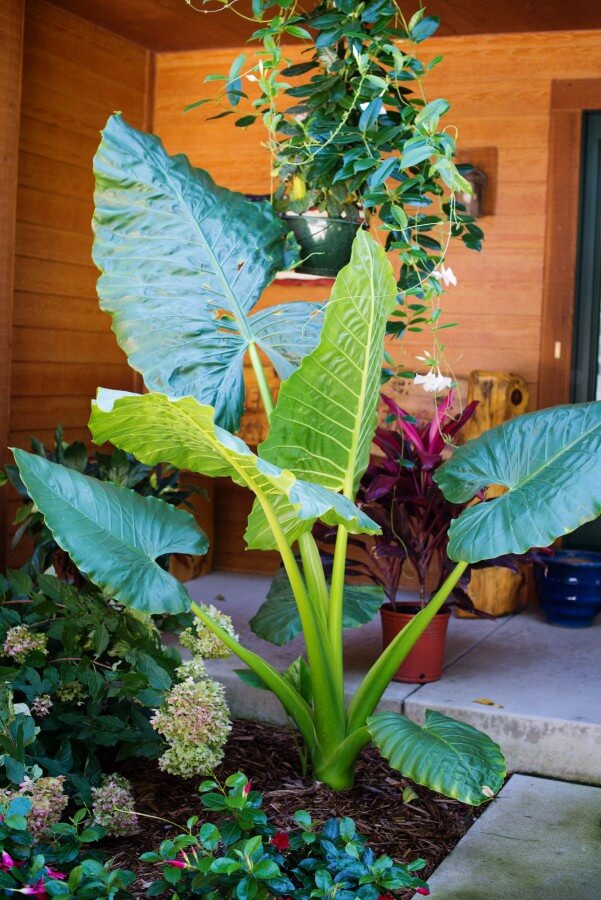 alocasia borneo giant
