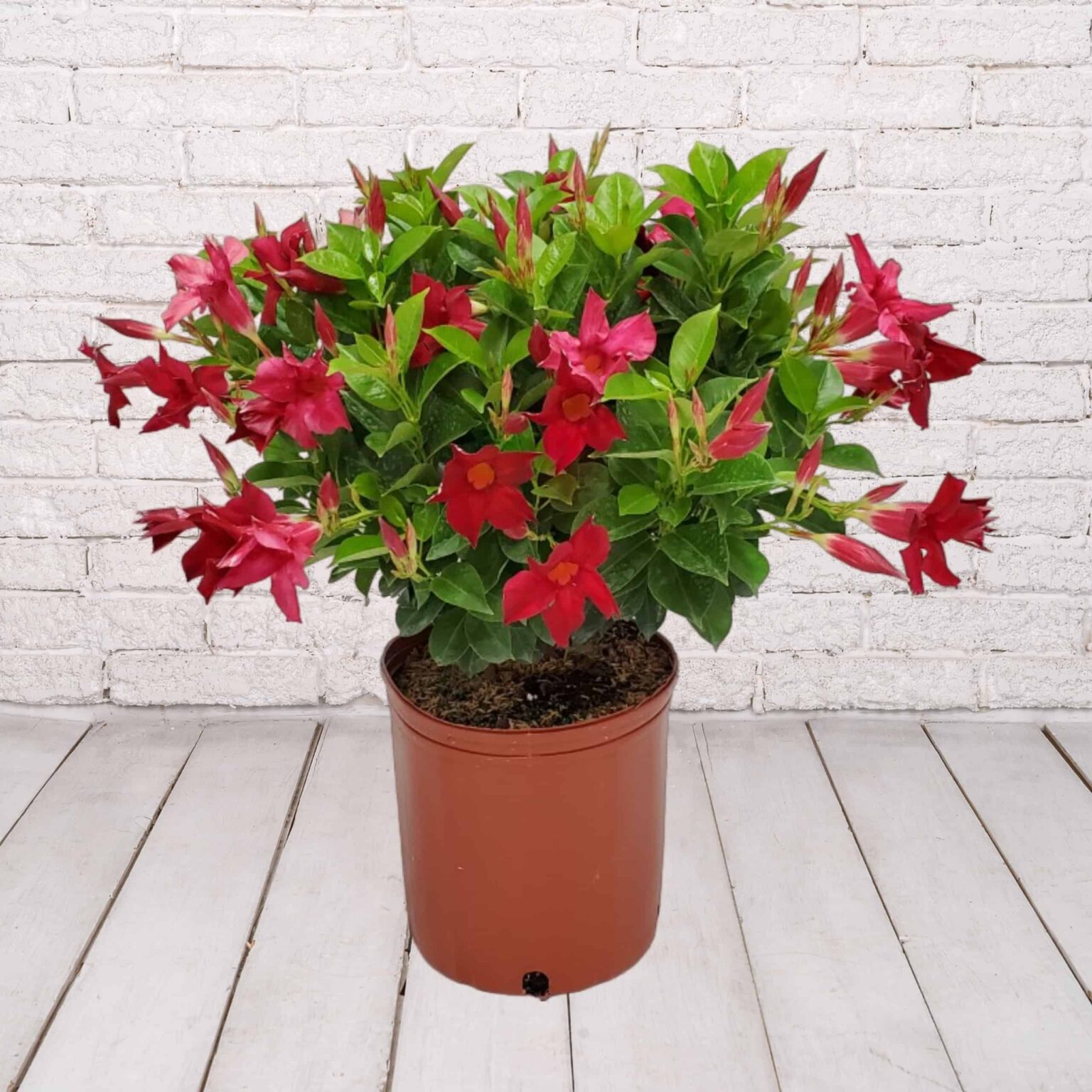 Dipladenia Bush Red Crimson Wholesale | K and M Nursery | Florida