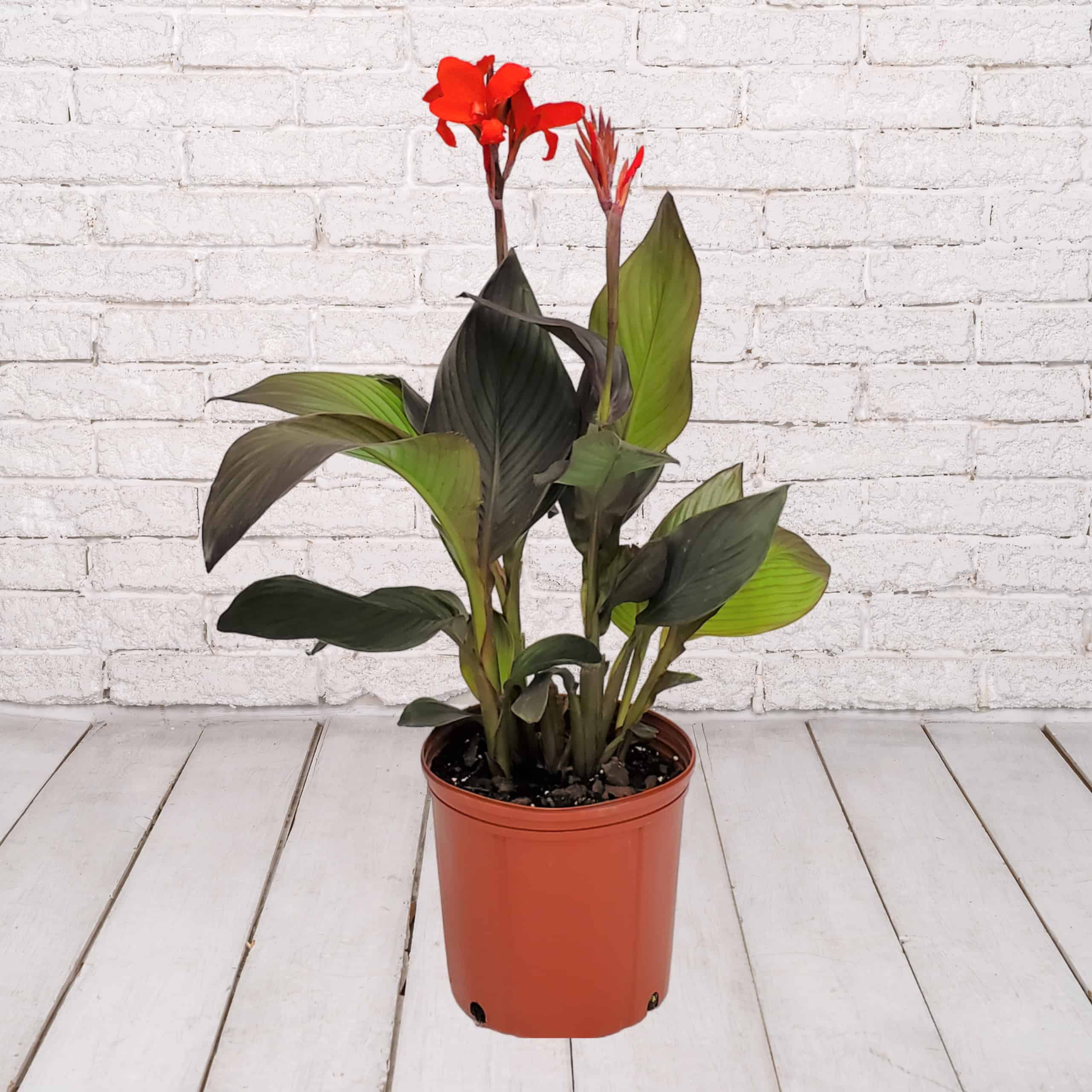 Canna Lily Red 3 Gallon